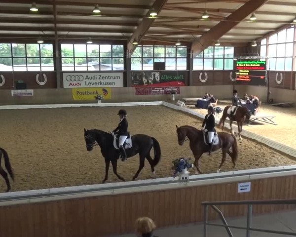 Reitturnier Köln-Leverkusen 2016