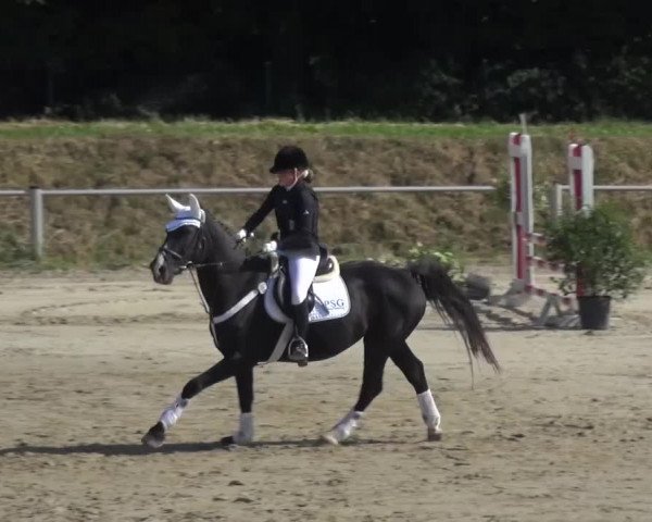 Reitturnier Köln-Leverkusen 2016