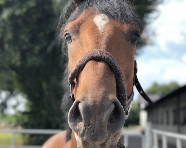 jumper Vino Volante (KWPN (Royal Dutch Sporthorse), 2014, from Vittorio)
