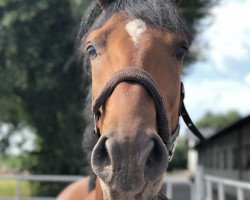jumper Vino Volante (KWPN (Royal Dutch Sporthorse), 2014, from Vittorio)