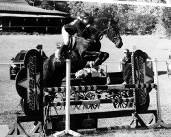 jumper Magic 266 (KWPN (Royal Dutch Sporthorse), 2012, from Atleet)