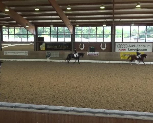 Reitturnier Köln-Leverkusen 2016