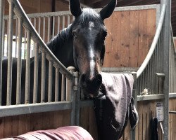 jumper Grey's Untouched (Hanoverian, 2013, from Grey Top)