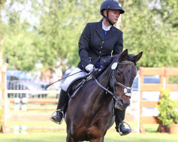 dressage horse Santa Fee 151 (Oldenburg, 2005, from Lannox) dressage horse Santa Fee 151 (Oldenburg, 2005, from Lannox)