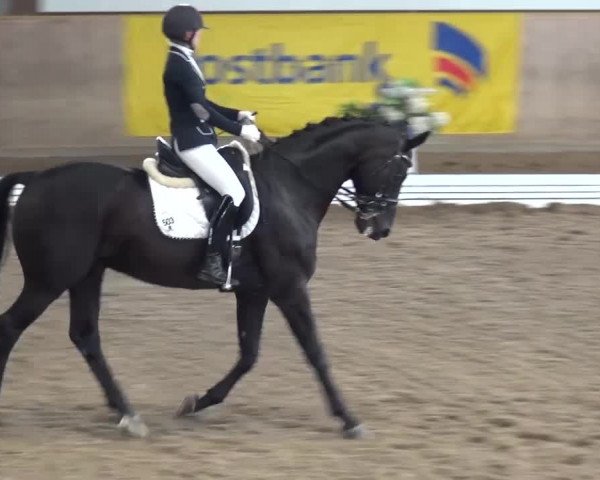 Reitturnier Köln-Leverkusen 2016