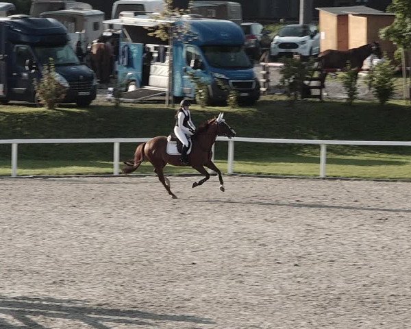 Pferdesporttage Bülach 2021