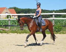 dressage horse Fürst Stephan B (Hanoverian, 2016, from Fuechtels Floriscount OLD)