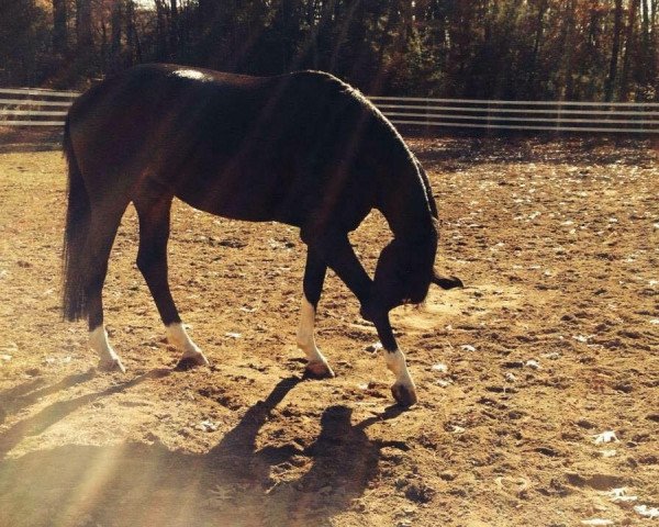 broodmare Didore (KWPN (Royal Dutch Sporthorse), 2008, from Gribaldi)