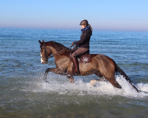 jumper Cappuccina B 3 (Oldenburg, 2013, from Chin Champ) jumper Cappuccina B 3 (Oldenburg, 2013, from Chin Champ)