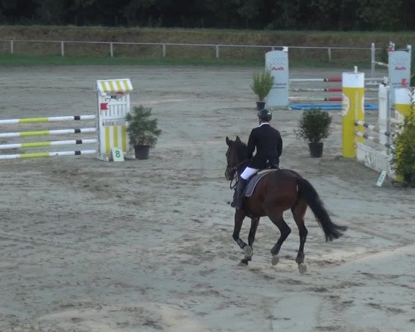 Reitturnier Köln-Leverkusen 2016