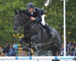 Deckhengst Vostok (Ungarisches Warmblut, 2002, von Burggraaf)