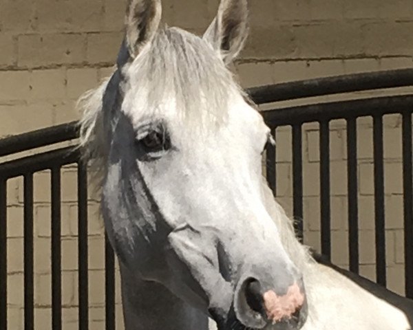 Springpferd Hermes Heartbreaker (Holsteiner, 2009, von Hermes d'Authieux AA)