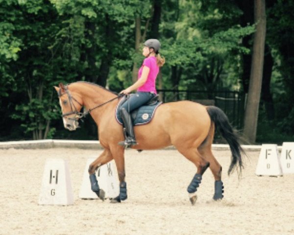 dressage horse Cassado 3 (Saxony-Anhaltiner, 2000, from Corvalon)