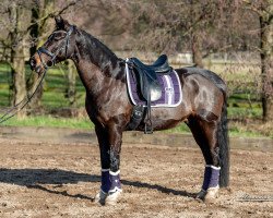 Dressurpferd Like a Dancer 60 (Deutsches Reitpony, 2009, von Orchard Liberté)
