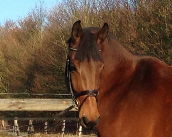 broodmare Frl. Tandaraday (Westphalian, 2010, from Flanagan)
