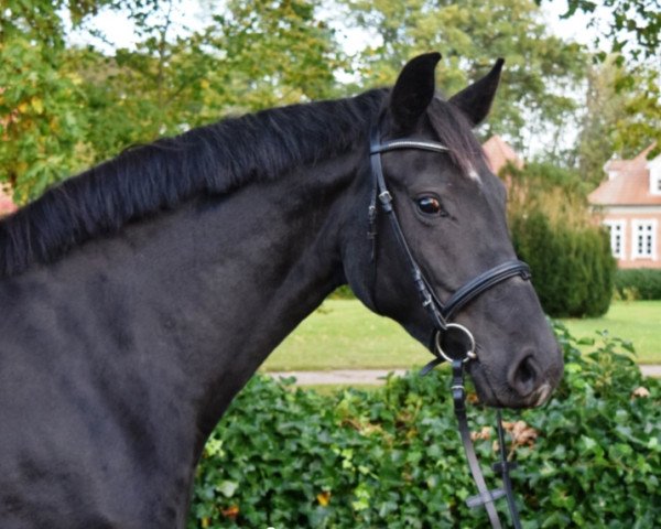 broodmare Debby Deluxe F (Mecklenburg, 2013, from Decurio 3)