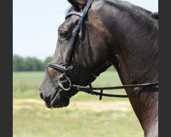 horse Raindance (Hanoverian, 2004, from Relevant)