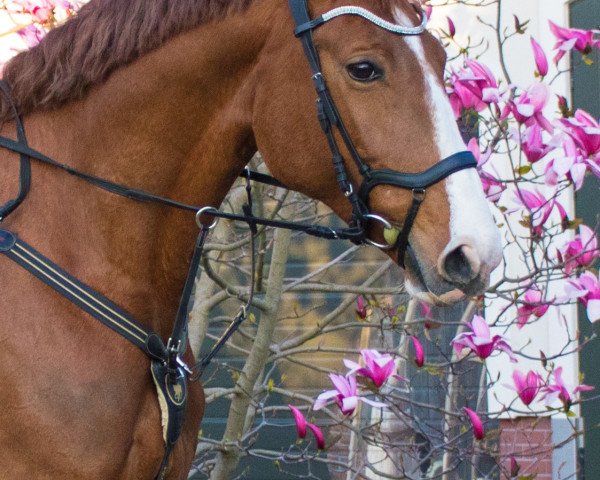jumper Leandra 209 (German Sport Horse, 2011, from Laspari) jumper Leandra 209 (German Sport Horse, 2011, from Laspari)