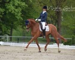 dressage horse Bonfire 85 (Westphalian, 2013, from Basic)