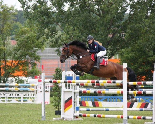 Springpferd Aristella (Hannoveraner, 2001, von As di Villagana)