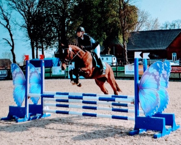 dressage horse Chiuvanna (Hanoverian, 2010, from Comte)