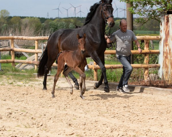 horse Ruwina Royal (Hanoverian, 2019, from Rubin Royal OLD)