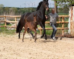 Pferd Ruwina Royal (Hannoveraner, 2019, von Rubin Royal OLD)