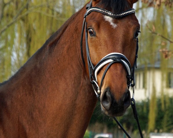 horse Inter Léspoir (Hanoverian, 2015, from Instertanz V 241 FIN)