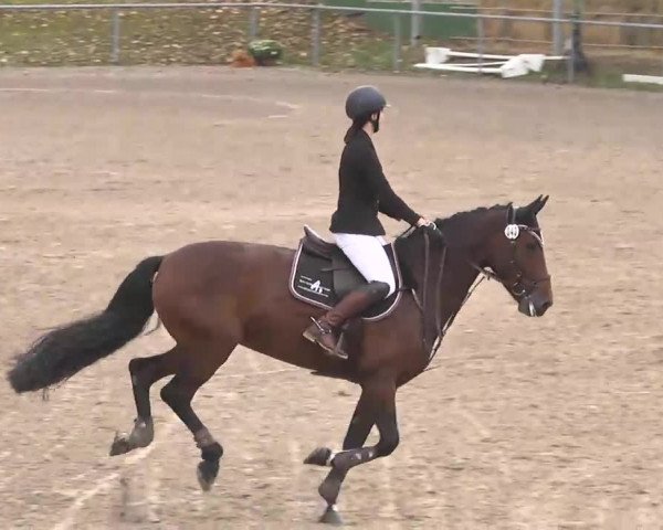 Reitturnier Pforzheim 2016
