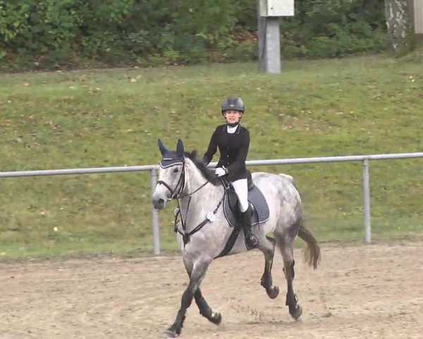 Reitturnier Pforzheim 2016