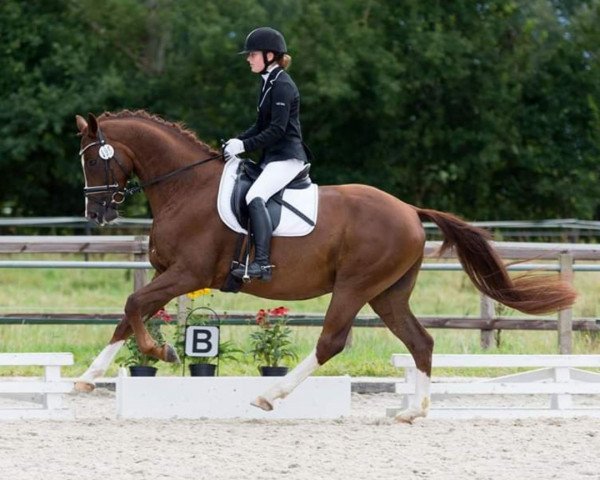 dressage horse Dancing Diamond 23 (Württemberger, 2009, from Don Diamond)