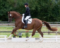 dressage horse Dancing Diamond 23 (Württemberger, 2009, from Don Diamond)