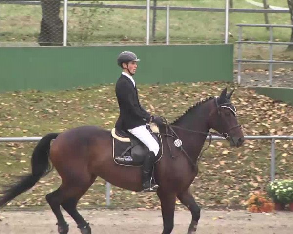 Reitturnier Pforzheim 2016