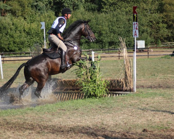 dressage horse Instant Gratification (Westphalian, 2009, from Insterburg TSF)