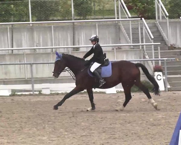 Reitturnier Pforzheim 2016