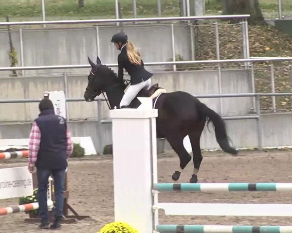 Reitturnier Pforzheim 2016