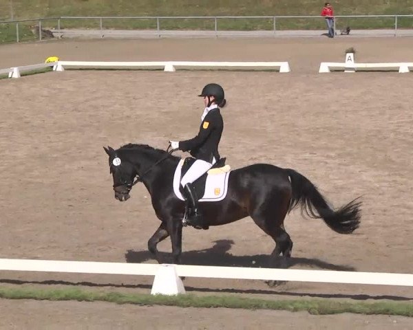 Reitturnier Pforzheim 2016