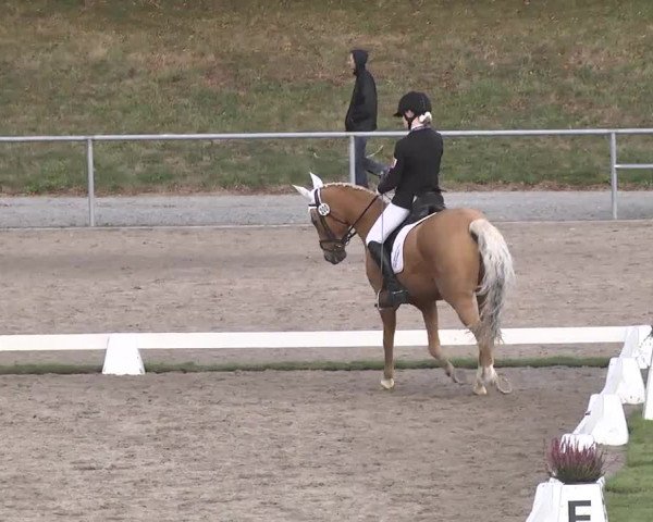 Reitturnier Pforzheim 2016