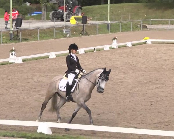 Reitturnier Pforzheim 2016