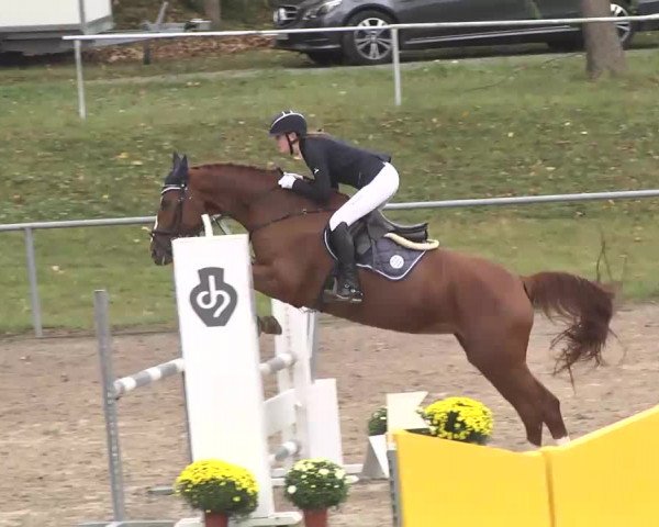Reitturnier Pforzheim 2016
