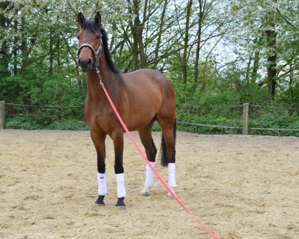 broodmare Estrelle (Westphalian, 2012, from Ehrentanz I)