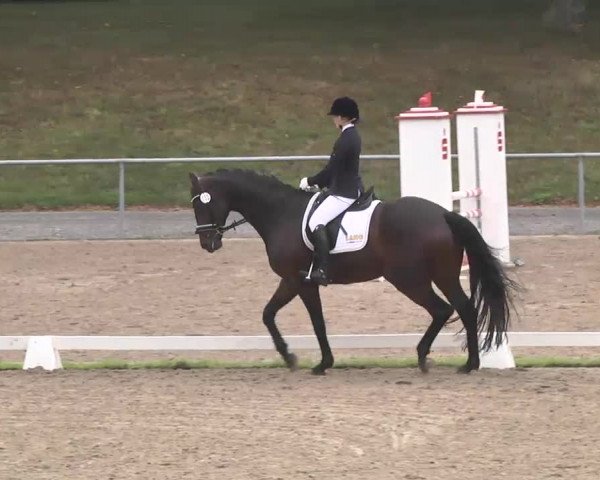 Reitturnier Pforzheim 2016