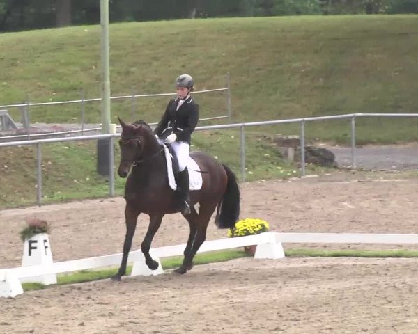Reitturnier Pforzheim 2016