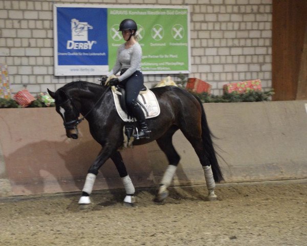 broodmare Floriana Fides (Westphalian, 2012, from Fürst Grandios)