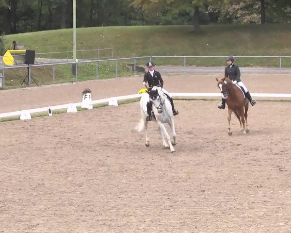 Reitturnier Pforzheim 2016