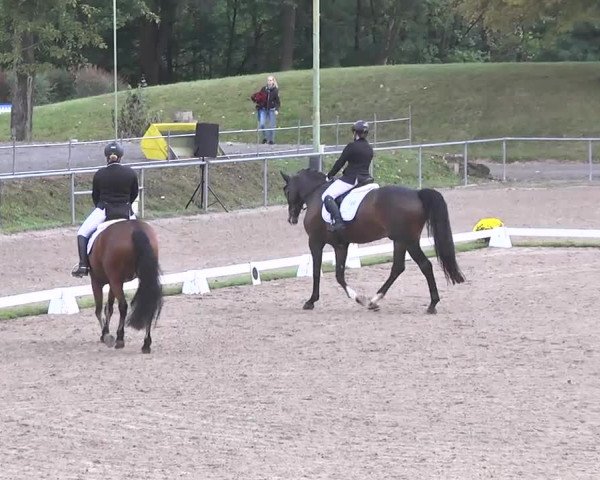 Reitturnier Pforzheim 2016
