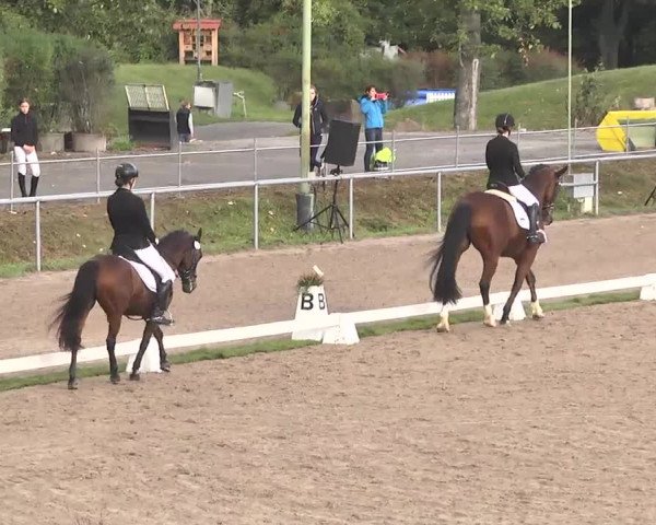 Reitturnier Pforzheim 2016