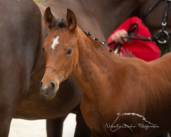 horse Bayamour (Westphalian, 2019, from Bel Amour 3)