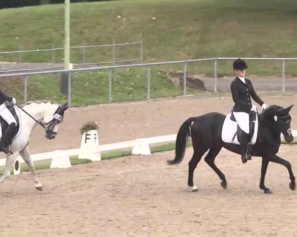 Reitturnier Pforzheim 2016