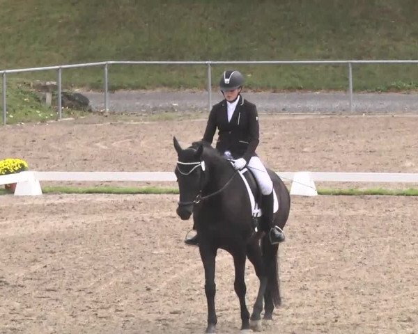 Reitturnier Pforzheim 2016